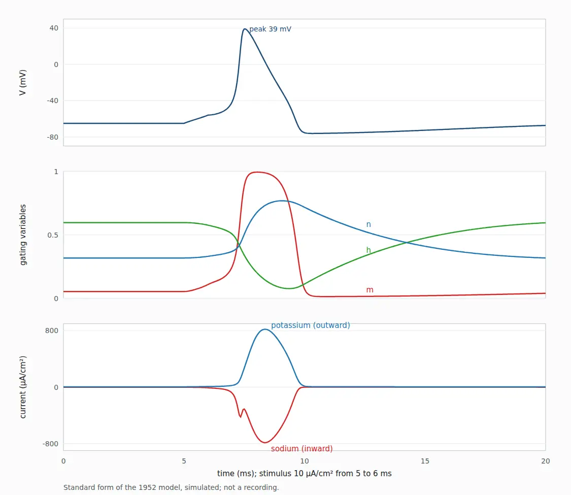 Three stacked graphs against time: membrane voltage with a single spike, the gating variables m, h and n, and the sodium and potassium current densities